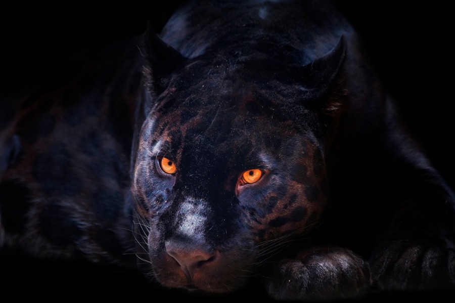 Black panther paul schrader cat people